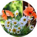 Isabel Castillo profile picture